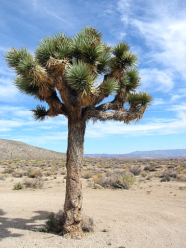 Lone Pine - Panamint Springs Fotos